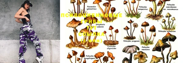 прущие грибы Балахна